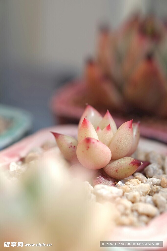 多肉植物