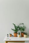 盆栽绿植
