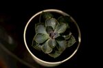 多肉植物