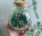 盆栽绿植