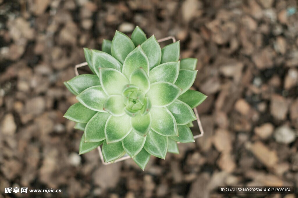 多肉植物