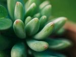 多肉植物
