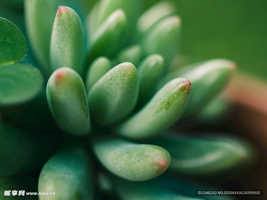 多肉植物