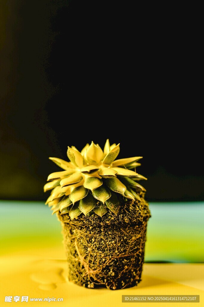 多肉植物