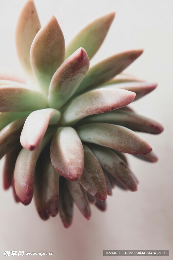 多肉植物