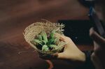 盆栽绿植