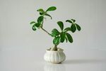 盆栽绿植