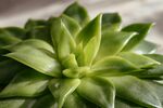 多肉植物