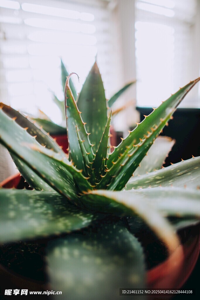 盆栽绿植