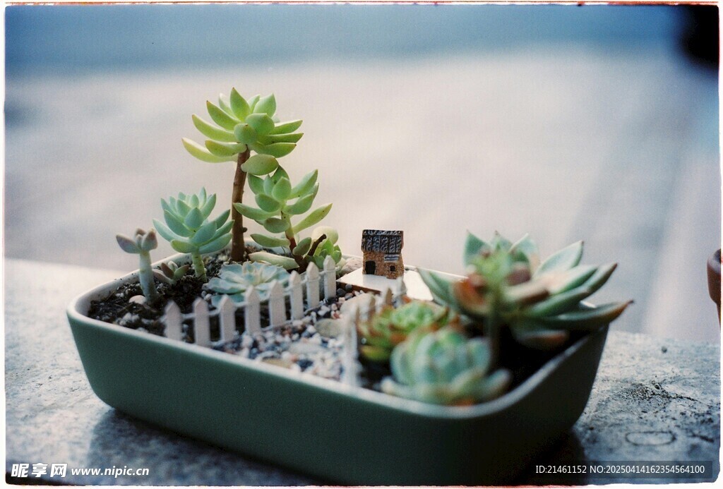 多肉植物