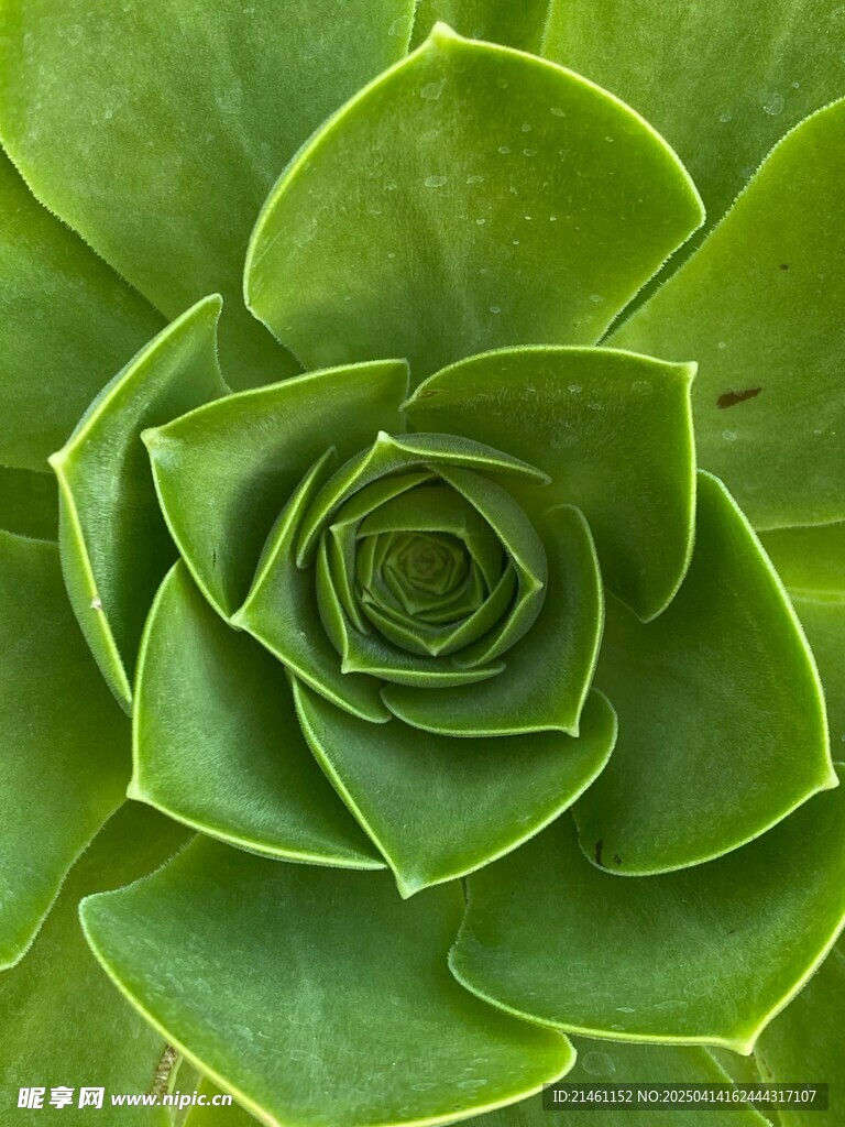 多肉植物
