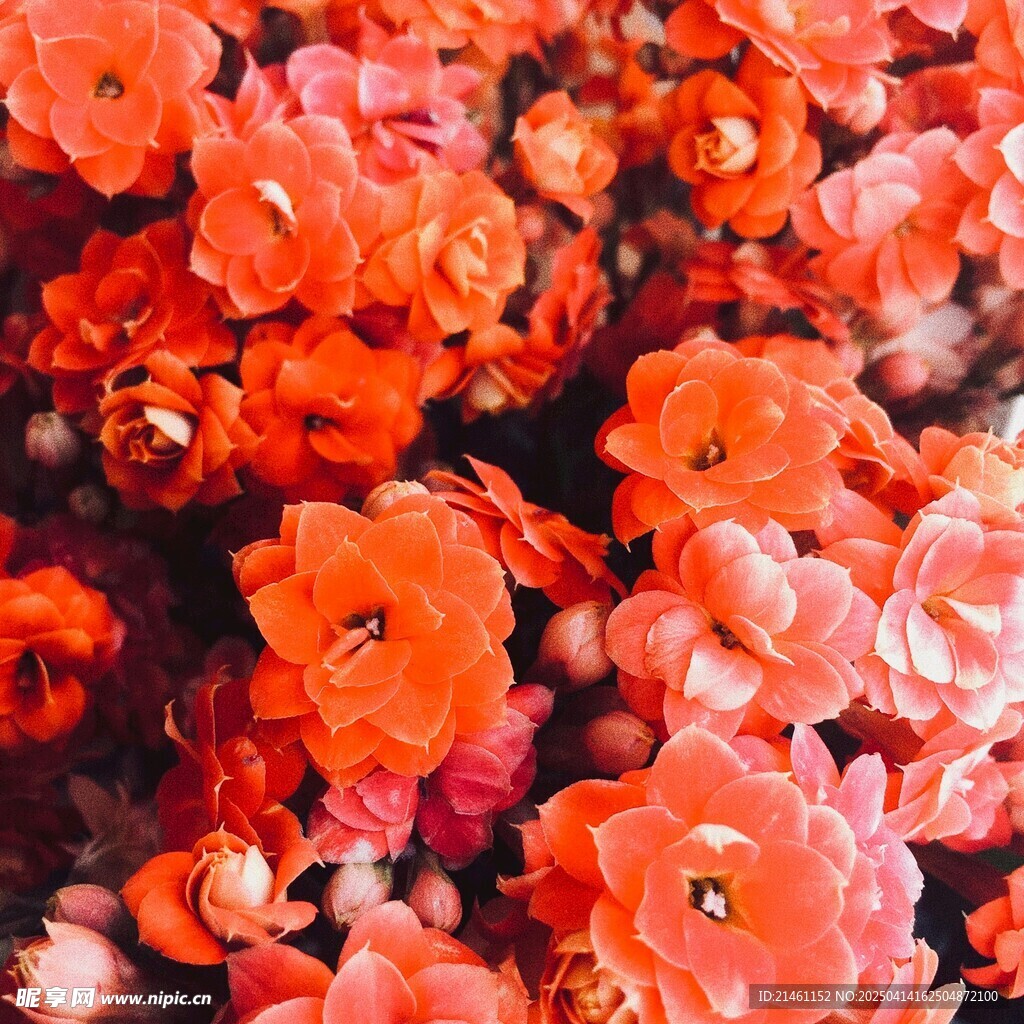 盆栽绿植