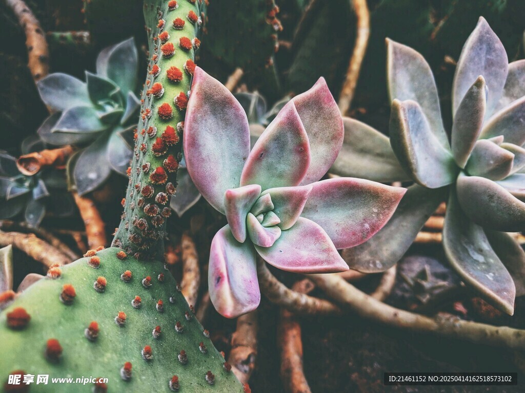 多肉植物
