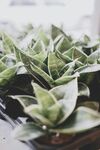 多肉植物