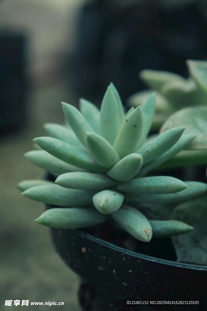 多肉植物