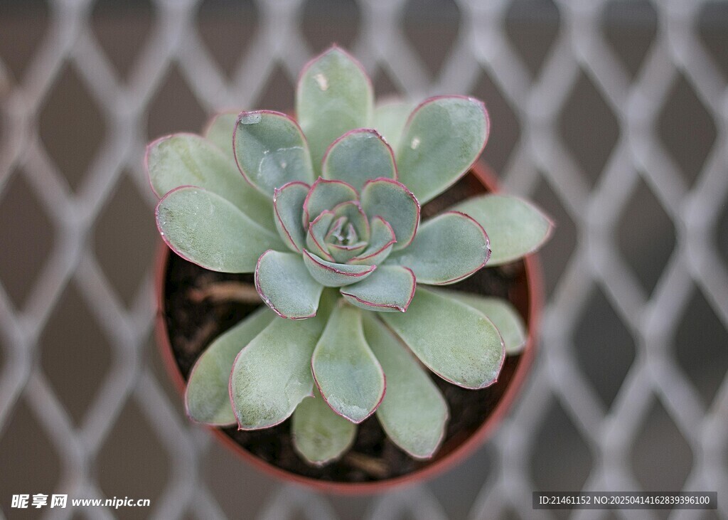 多肉植物