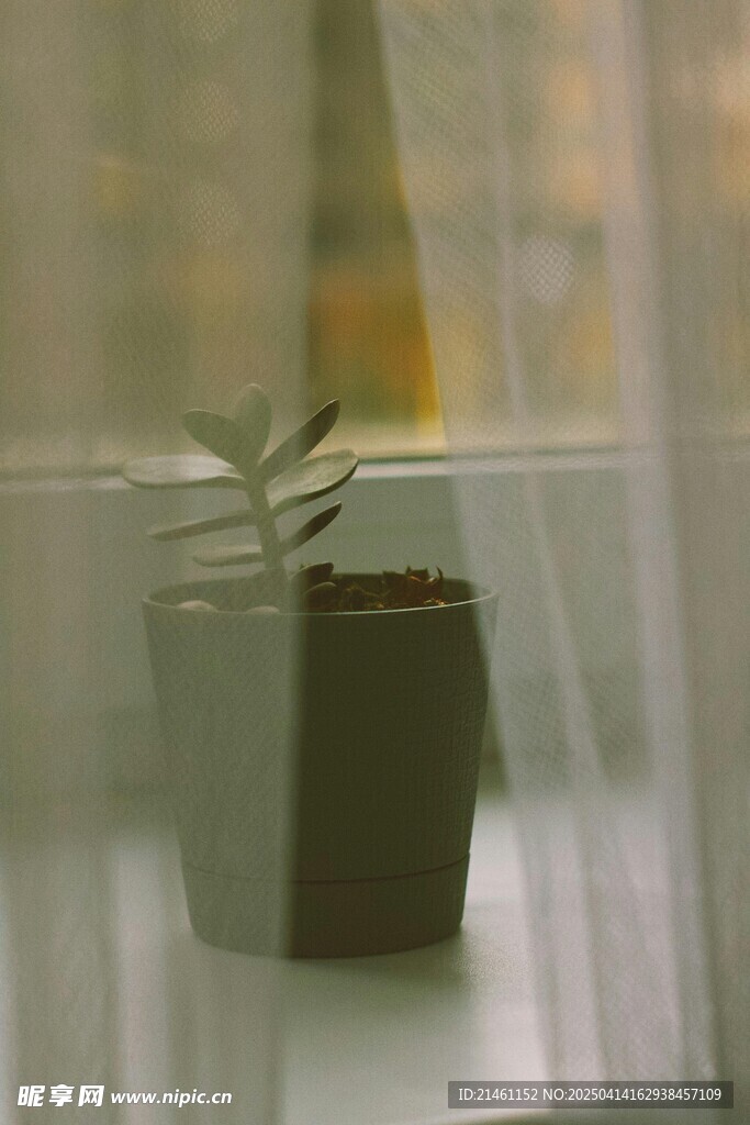多肉植物