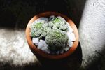 多肉植物
