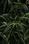 盆栽绿植