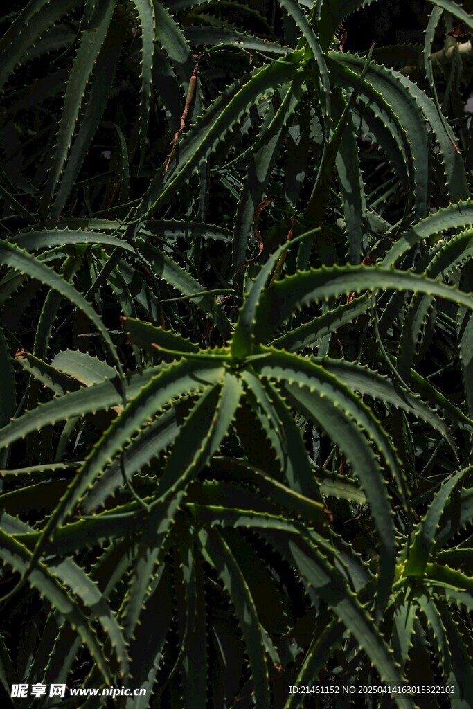 盆栽绿植