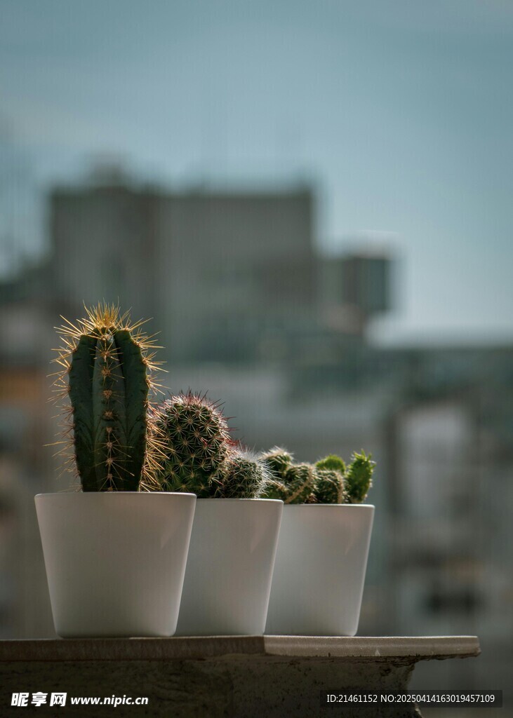 盆栽绿植