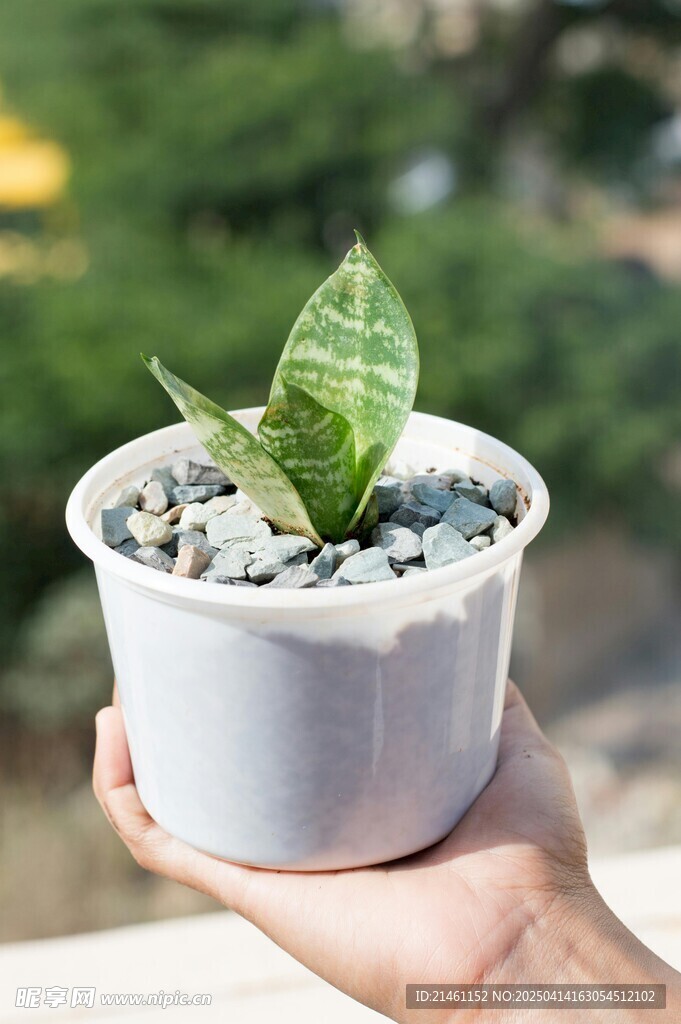 盆栽绿植