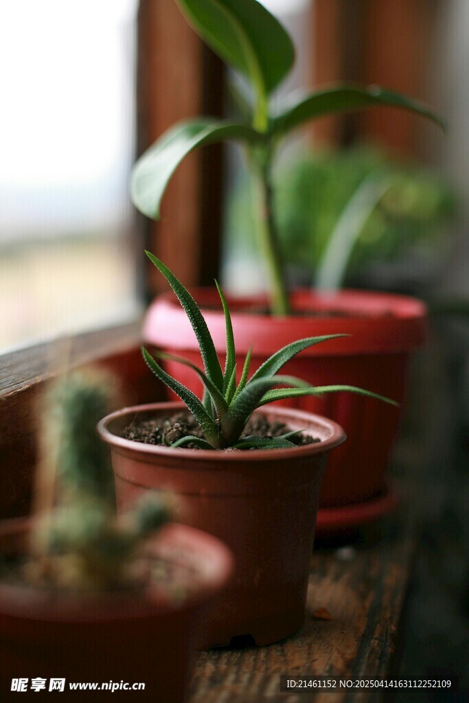 盆栽绿植