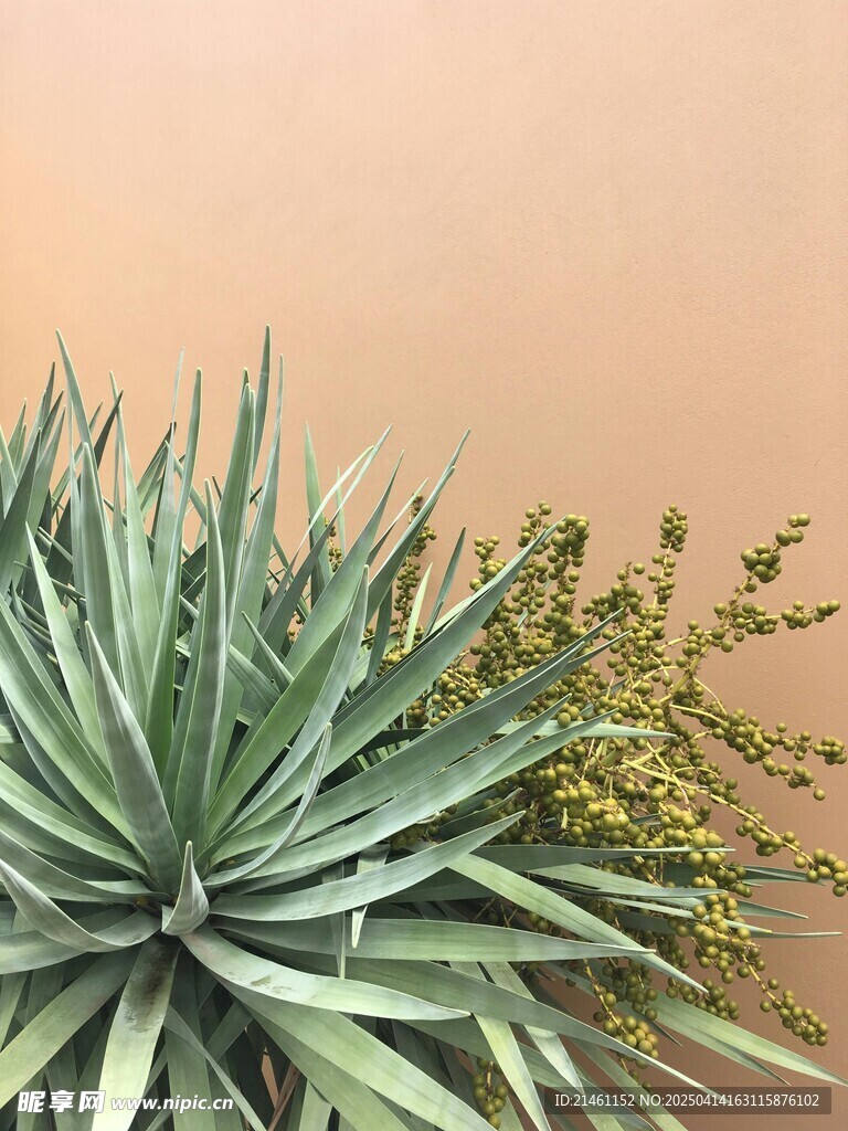 盆栽绿植