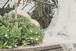盆栽绿植