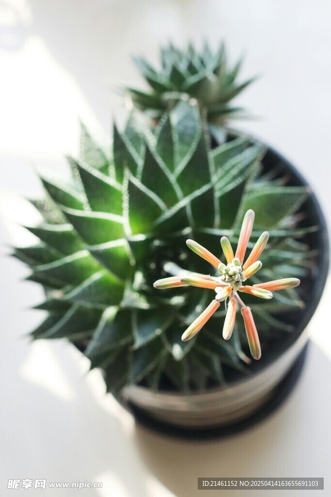 多肉植物