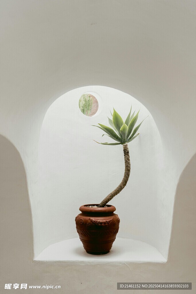 多肉植物