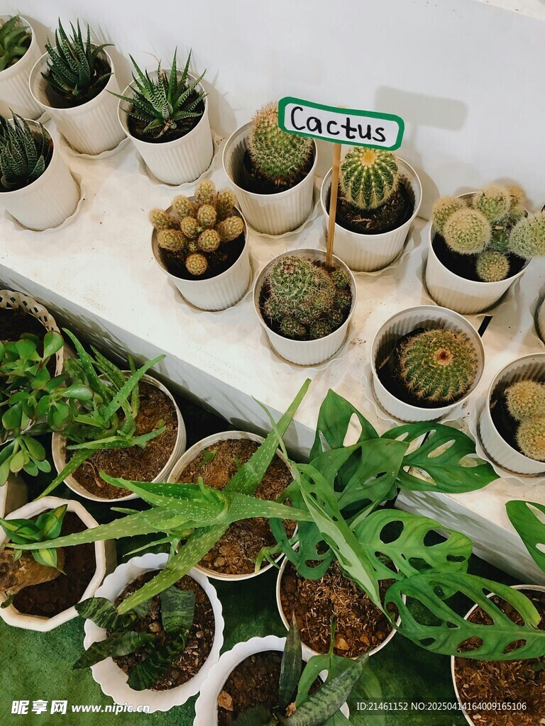 盆栽绿植