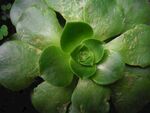 多肉植物