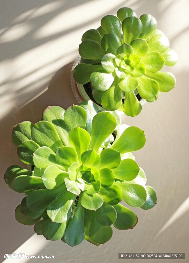 多肉植物
