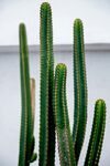 盆栽绿植