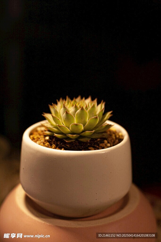 多肉植物