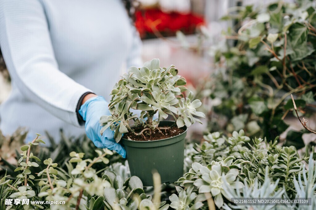 多肉植物