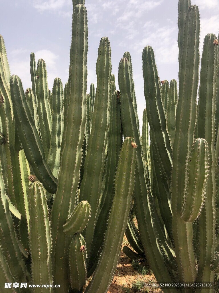 盆栽绿植