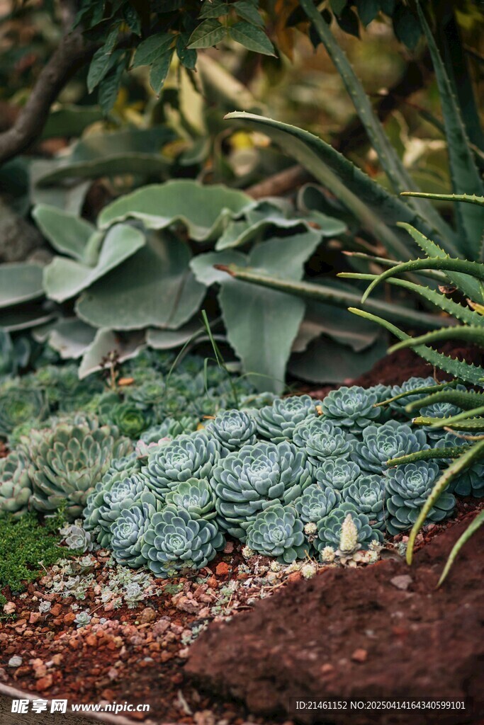 多肉植物
