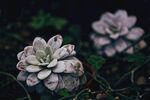 盆栽绿植