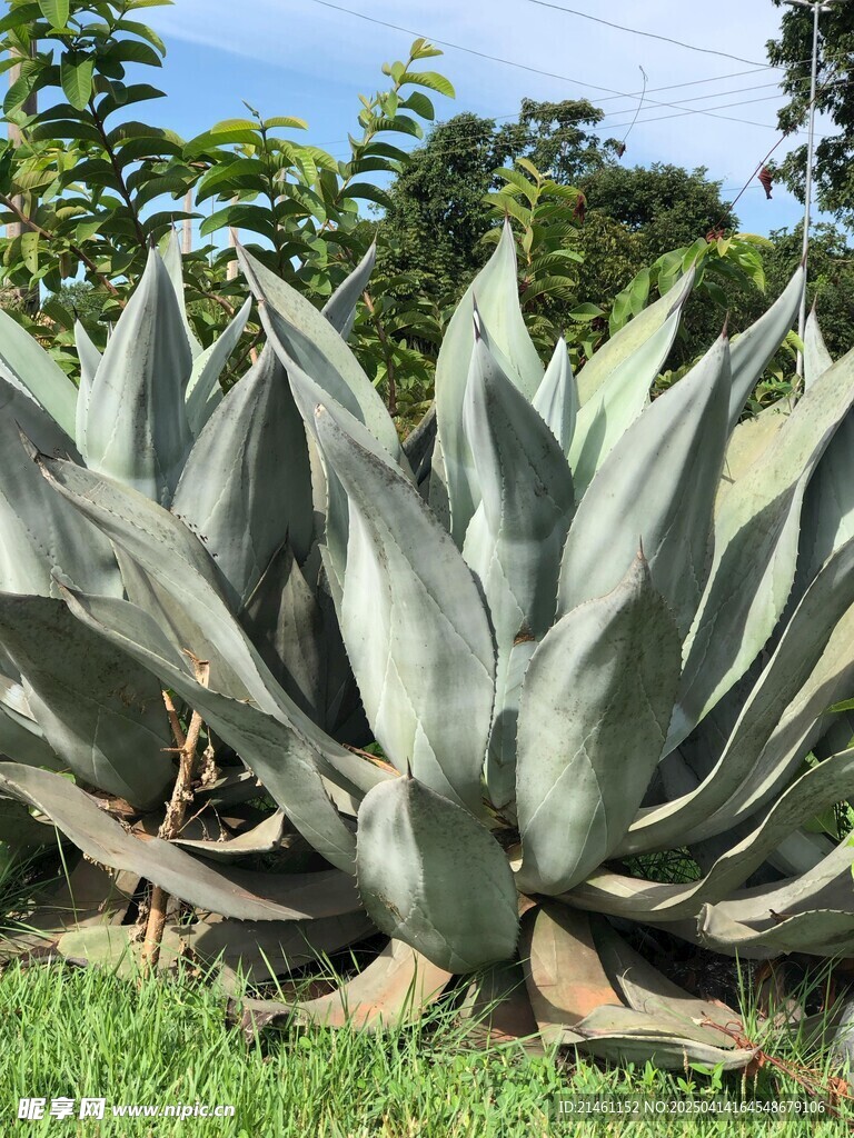 盆栽绿植