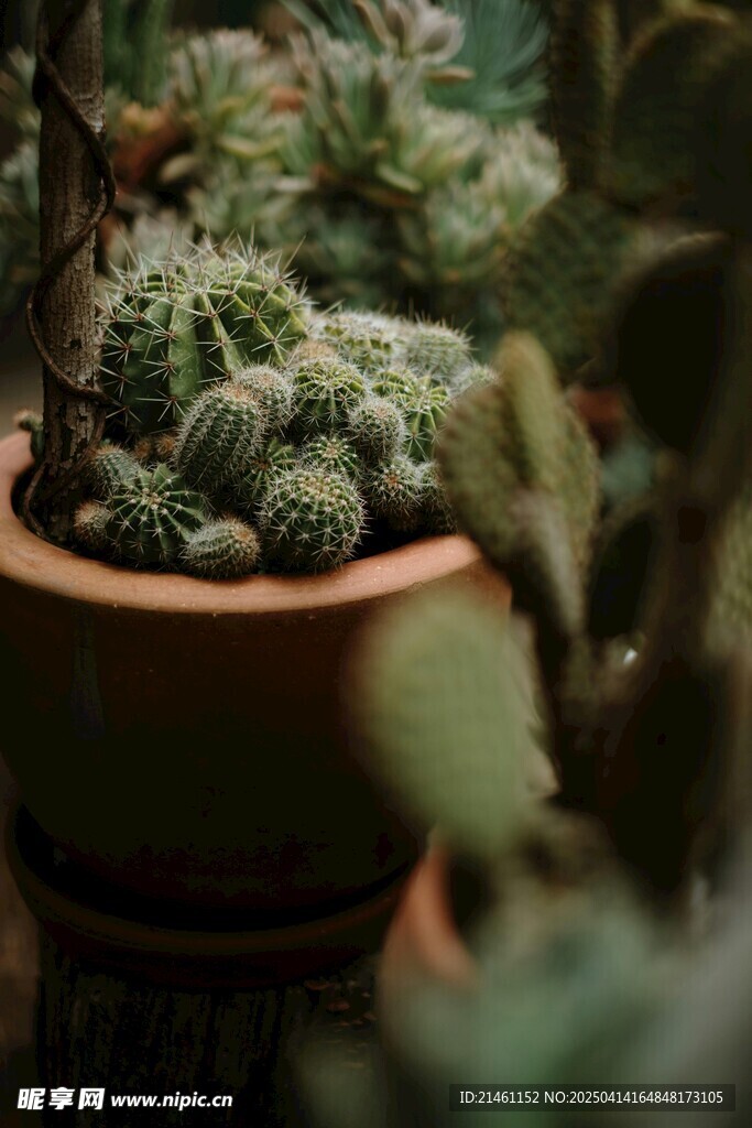 盆栽绿植