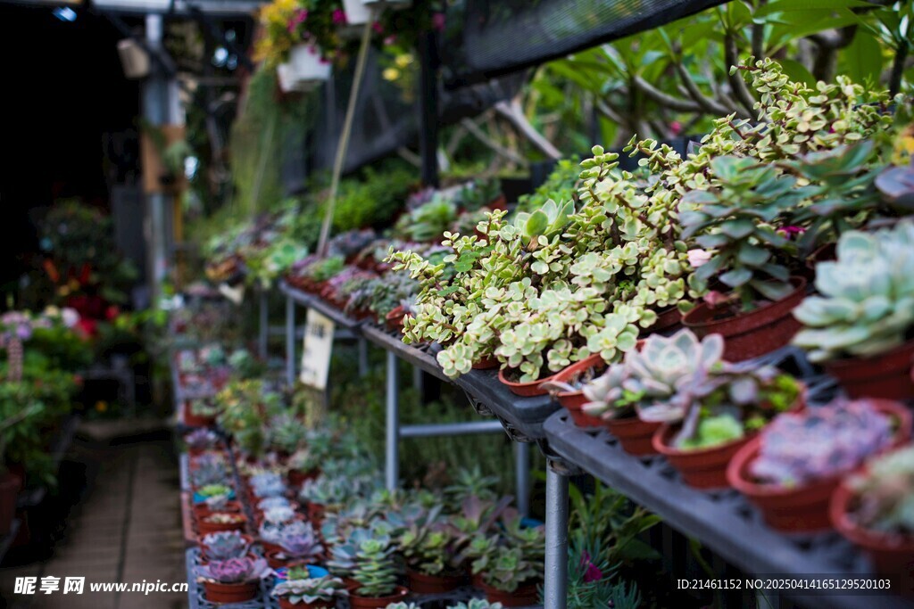 盆栽绿植