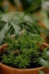 盆栽绿植