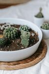 盆栽绿植