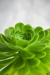 盆栽绿植