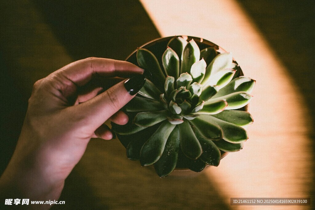 盆栽绿植