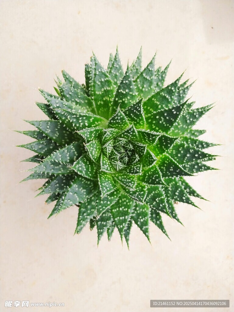 盆栽绿植