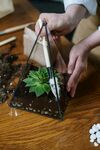 盆栽绿植