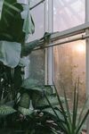 盆栽绿植